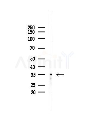 HERPUD2 Antibody - Western blot analysis of lysates from Rat brain, using HERPUD2 Antibody at 1/1000 dilution.
