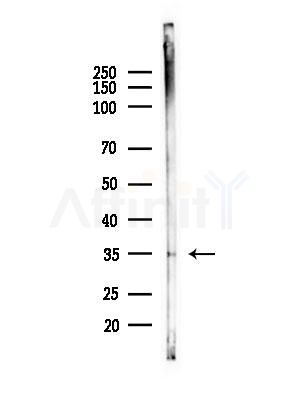 HERPUD2 Antibody - Western blot analysis of lysates from PC12 cells(starvation treatment), using HERPUD2 Antibody at 1/1000 dilution.