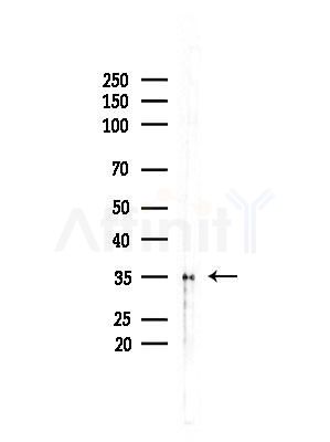 HERPUD2 Antibody - Western blot analysis of lysates from B16F10-LUC cells(LPS,4h treatment), using HERPUD2 Antibody at 1/1000 dilution.
