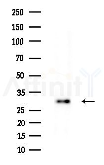 HOXC4 Antibody - Western blot analysis of extracts from Rat brain, using HOXC4 Antibody at 1/1000 dilution.