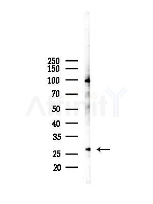 HOXC4 Antibody - Western blot analysis of lysates from Mouse liver, using HOXC4 Antibody at 1/1000 dilution.