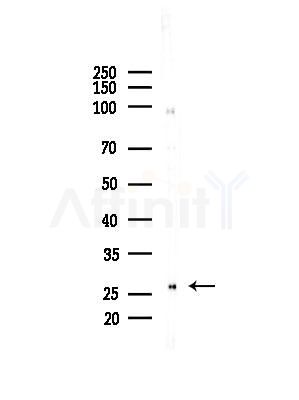 HOXC4 Antibody - Western blot analysis of lysates from Rat brain, using HOXC4 Antibody at 1/1000 dilution.