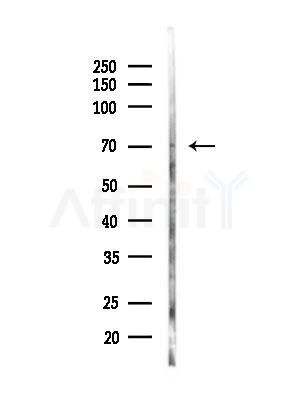 HP1BP3 Antibody - Western blot analysis of lysates from Mouse liver, using HP1BP3 Antibody at 1/1000 dilution.