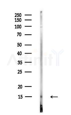 HRSP12 Antibody - Western blot analysis of lysates from Rat liver, using HRSP12 Antibody at 1/1000 dilution.