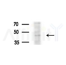 HSDL2 Antibody - Western blot analysis of extracts from Mouse liver, using HSDL2 Antibody at 1/1000 dilution.