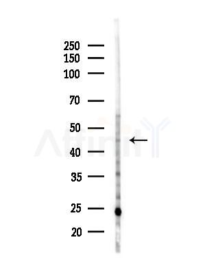 HSDL2 Antibody - Western blot analysis of lysates from Mouse liver, using HSDL2 Antibody at 1/1000 dilution.