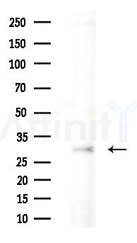 IDI1 Antibody - Western blot analysis of extracts from Mouse liver, using IDI1 Antibody at 1/1000 dilution.