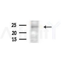 IFT43 Antibody - Western blot analysis of extracts from Mouse liver, using IFT43 Antibody at 1/1000 dilution.