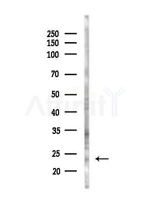 IFT43 Antibody - Western blot analysis of lysates from Mouse liver, using IFT43 Antibody at 1/1000 dilution.