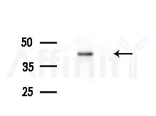 ITM2A Antibody - Western blot analysis of extracts from Rat brain, using ITM2A Antibody at 1/1000 dilution.