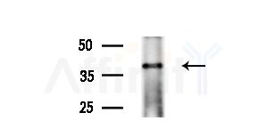 ITM2A Antibody - Western blot analysis of extracts from Mouse liver, using ITM2A Antibody at 1/1000 dilution.