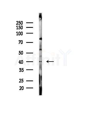 ITM2A Antibody - Western blot analysis of lysates from Mouse liver, using ITM2A Antibody at 1/1000 dilution.