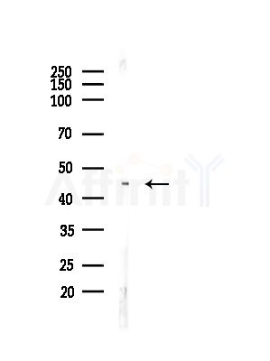 ITM2A Antibody - Western blot analysis of lysates from Rat brain, using ITM2A Antibody at 1/1000 dilution.