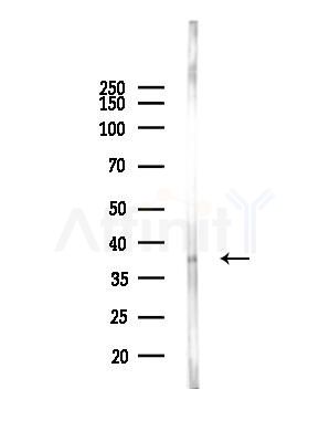 KCNAB2 Antibody - Western blot analysis of lysates from Mouse brain, using KCNAB2 Antibody at 1/1000 dilution.