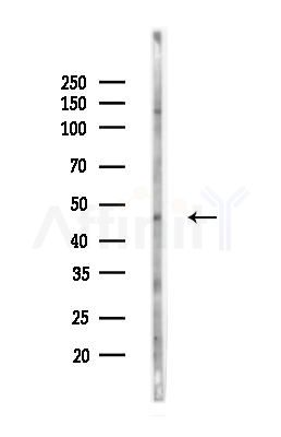 KPTN Antibody - Western blot analysis of lysates from MCF7 cells(heat-shock,45min treatment), using KPTN Antibody at 1/1000 dilution.