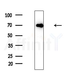 Kv1.3/KCNA3 Antibody - Western blot analysis of extracts from HUVEC cells(LPS,4h treatment), using Kv1.