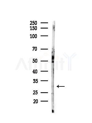 METTL1 Antibody - Western blot analysis of lysates from Hela cells(heat-shock,45min treatment), using METTL1 Antibody at 1/1000 dilution.