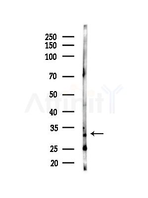 METTL1 Antibody - Western blot analysis of lysates from Mouse testis, using METTL1 Antibody at 1/1000 dilution.