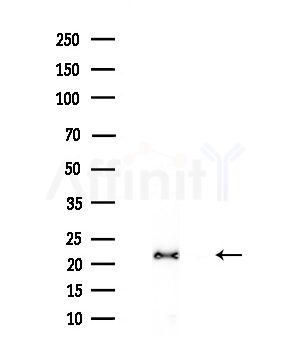 MOBP Antibody - Western blot analysis of extracts from COLO205 cells(heat-shock treatment), using MOBP Antibody at 1/1000 dilution.