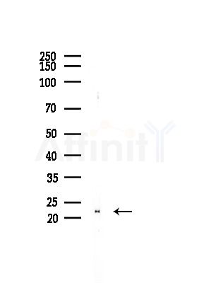 MOBP Antibody - Western blot analysis of lysates from COLO205 cells(heat-shock, 45min treatment), using MOBP Antibody at 1/1000 dilution.