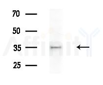 muCrystallin Antibody - Western blot analysis of extracts from Rat brain, using muCrystallin Antibody at 1/1000 dilution.