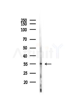 muCrystallin Antibody - Western blot analysis of lysates from Rat brain, using muCrystallin Antibody at 1/1000 dilution.