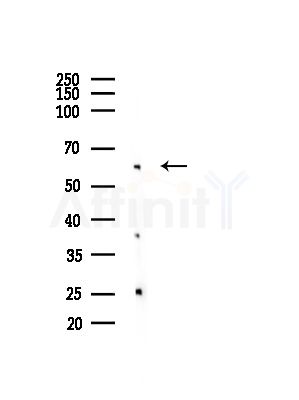 MYEOV Antibody - Western blot analysis of lysates from Rat brain, using MYEOV Antibody at 1/1000 dilution.