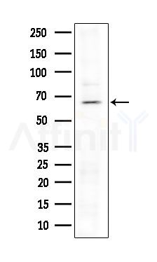 NDOR1 Antibody - Western blot analysis of extracts from Mouse liver, using NDOR1 Antibody at 1/1000 dilution.