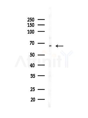 NDOR1 Antibody - Western blot analysis of lysates from Mouse liver, using NDOR1 Antibody at 1/1000 dilution.