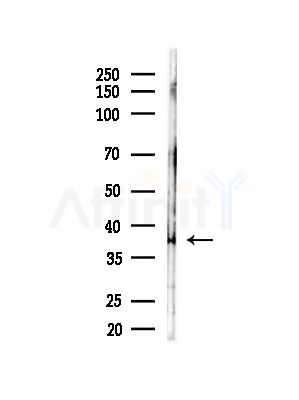 NNMT Antibody - Western blot analysis of lysates from Mouse testis, using NNMT Antibody at 1/1000 dilution.