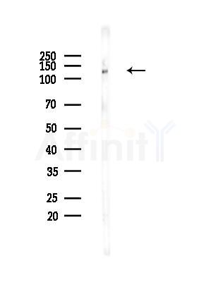 NOMO2 Antibody - Western blot analysis of lysates from Rat brain, using NOMO2 Antibody at 1/1000 dilution.