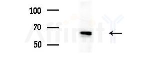 NOP58 Antibody - Western blot analysis of extracts from Mouse liver, using NOP58 Antibody at 1/1000 dilution.