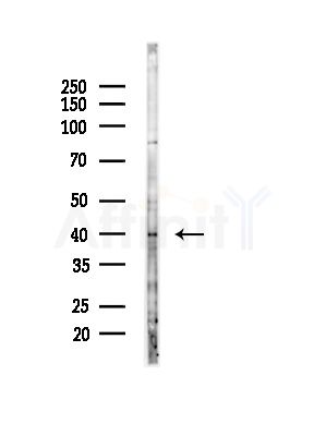 NUDT9 Antibody - Western blot analysis of lysates from Mouse liver, using NUDT9 Antibody at 1/1000 dilution.