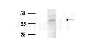 OBFC2B Antibody - Western blot analysis of extracts from Mouse liver, using OBFC2B Antibody at 1/1000 dilution.