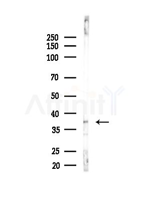OCIAD1 Antibody - Western blot analysis of lysates from Mouse testis, using OCIAD1 Antibody at 1/1000 dilution.