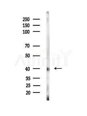 Methyltransferase like 5 Antibody - Western blot analysis of lysates from Mouse muscle, using Methyltransferase like 5 Antibody at 1/1000 dilution.