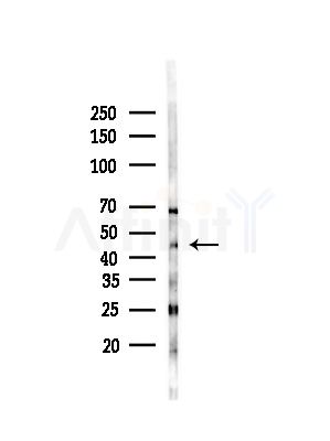 FOXG1 Antibody - Western blot analysis of lysates from Rat brain, using FOXG1 Antibody at 1/1000 dilution.