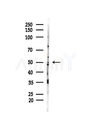 FOXG1 Antibody - Western blot analysis of lysates from Mouse testis, using FOXG1 Antibody at 1/1000 dilution.