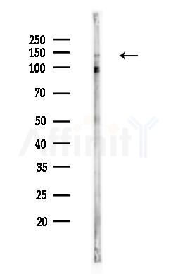 Tenascin-N Antibody - Western blot analysis of lysates from RAW264.