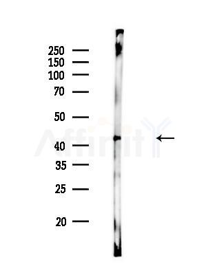 KCNK2 Antibody - Western blot analysis of lysates from Rat liver, using KCNK2 Antibody at 1/1000 dilution.