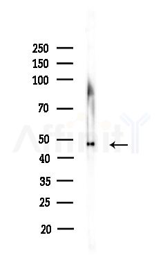 Nicotinic Acetylcholine Receptor alpha 7 Antibody - Western blot analysis of lysates from Rat brain, using Nicotinic Acetylcholine Receptor alpha 7 Antibody at 1/1000 dilution.