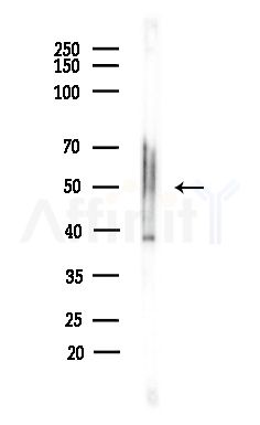 Nicotinic Acetylcholine Receptor alpha 7 Antibody - Western blot analysis of lysates from Mouse testis, using Nicotinic Acetylcholine Receptor alpha 7 Antibody at 1/1000 dilution.