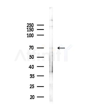 GDF8 / Myostatin Antibody - Western blot analysis of lysates from HUVEC cells(UV,30min treatment), using GDF8 / Myostatin Antibody at 1/1000 dilution.