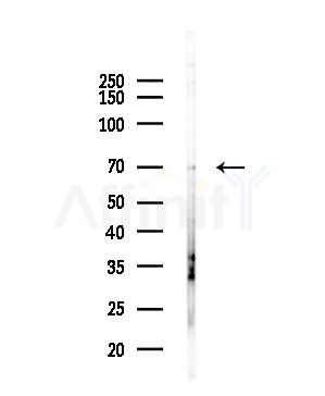 GDF8 / Myostatin Antibody - Western blot analysis of lysates from Hela cells(starvation,24h treatment), using GDF8 / Myostatin Antibody at 1/1000 dilution.
