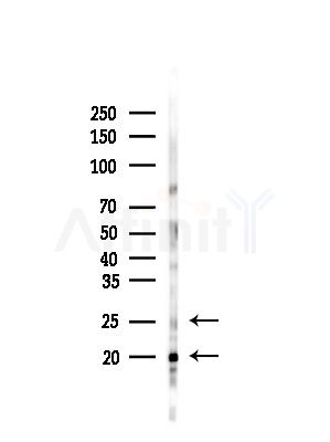 RBPMS Antibody - Western blot analysis of lysates from Rat brain, using RBPMS Antibody at 1/1000 dilution.