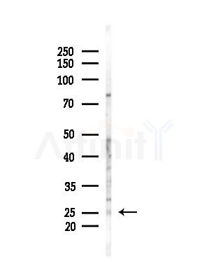 RBPMS Antibody - Western blot analysis of lysates from Mouse testis, using RBPMS Antibody at 1/1000 dilution.
