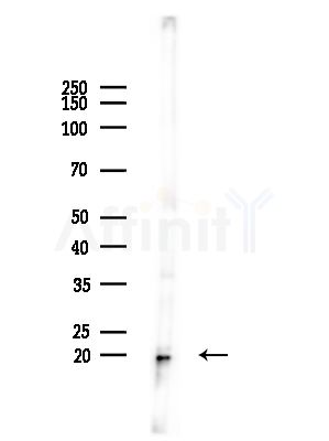 ARF3 Antibody - Western blot analysis of lysates from Mouse brain, using ARF3 Antibody at 1/1000 dilution.