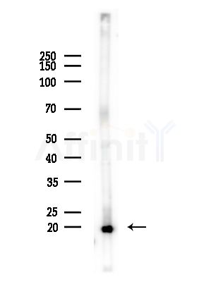 SCXA Antibody - Western blot analysis of lysates from Mouse brain, using SCXA Antibody at 1/1000 dilution.