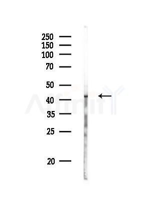 P2X3 Antibody - Western blot analysis of lysates from Rat liver, using P2X3 Antibody at 1/1000 dilution.