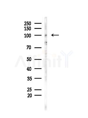 Smoothelin Antibody - Western blot analysis of lysates from Mouse testis, using Smoothelin Antibody at 1/1000 dilution.